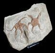Double Ophiura Brittle Star Fossil - Morocco #4079-3